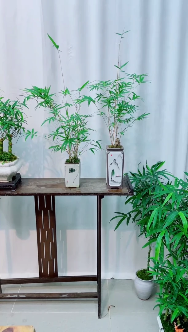 无花朵竹子盆景盆栽