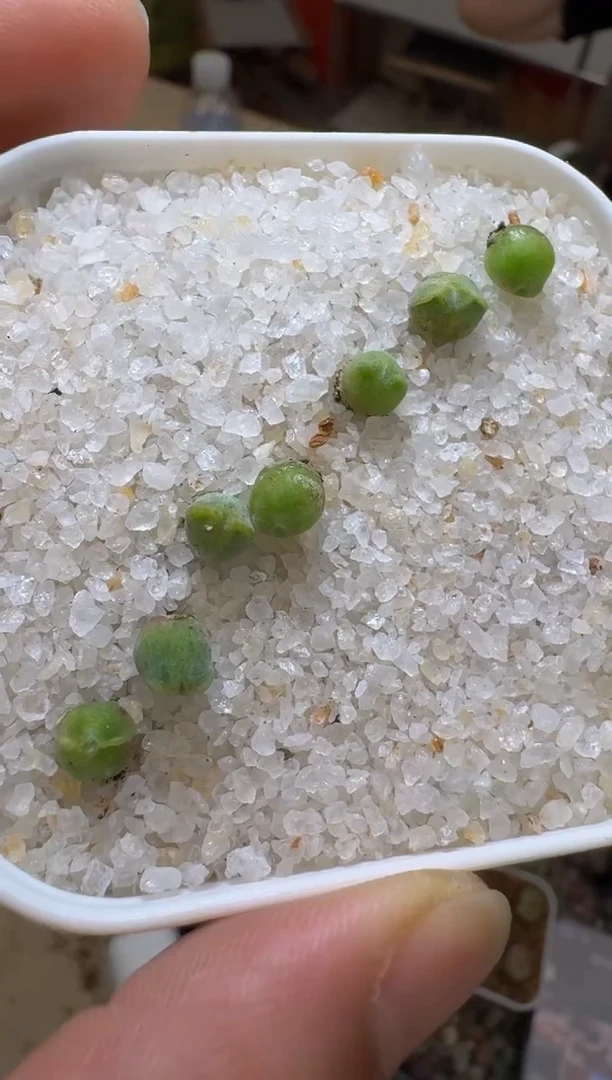 81疯狂的多肉石头猪马（介意小勿拍）一颗