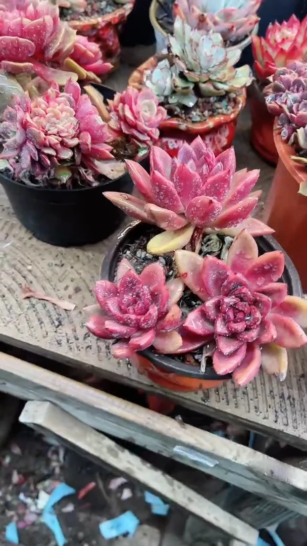 【闪购商品】15111