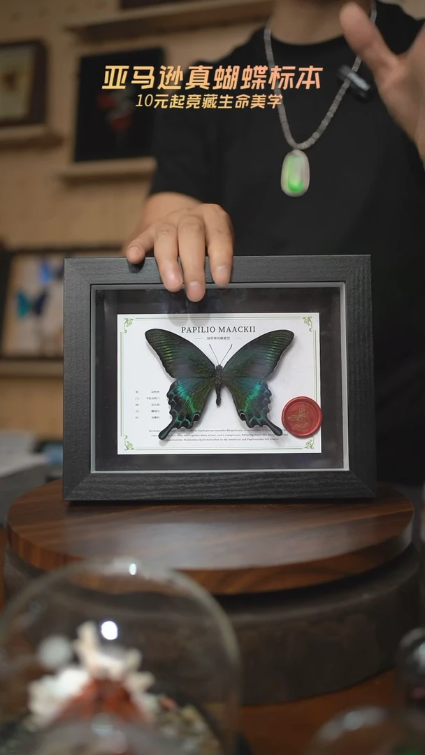 绿带翠凤蝶夏型8寸黑框国风版