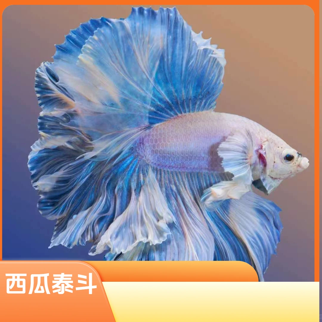 【拍三送一】151号-300号精品泰国斗鱼观赏鱼热带淡水鱼