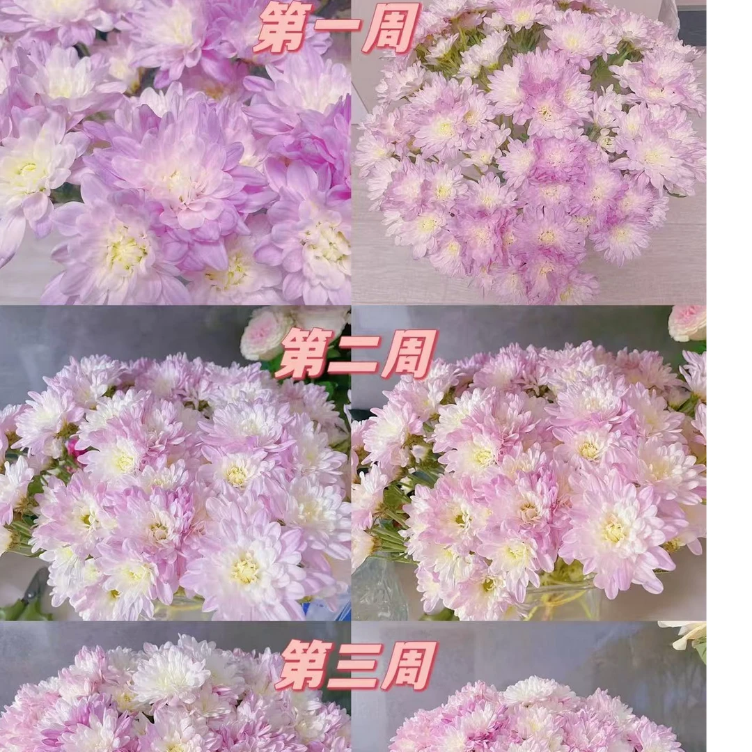 【顺丰发货】维罗妮卡雏菊鲜花1-4单一个运费自选品种