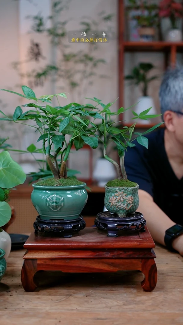 不开花植物恭****️发财树443