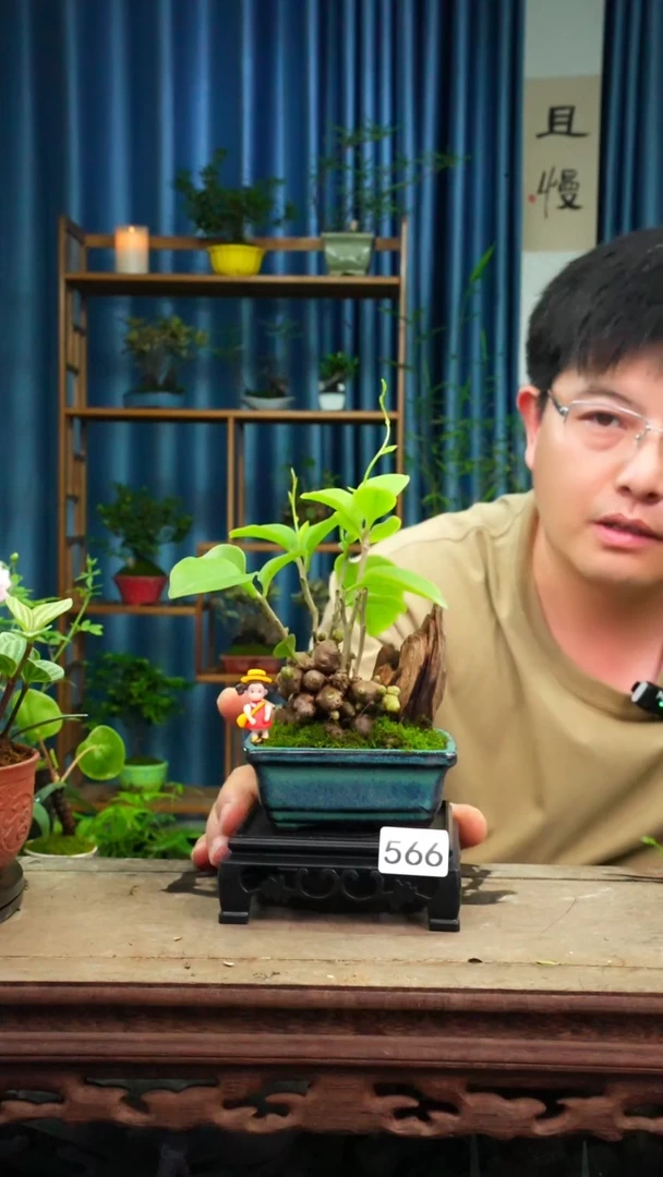 无花朵苔藓微景观566号