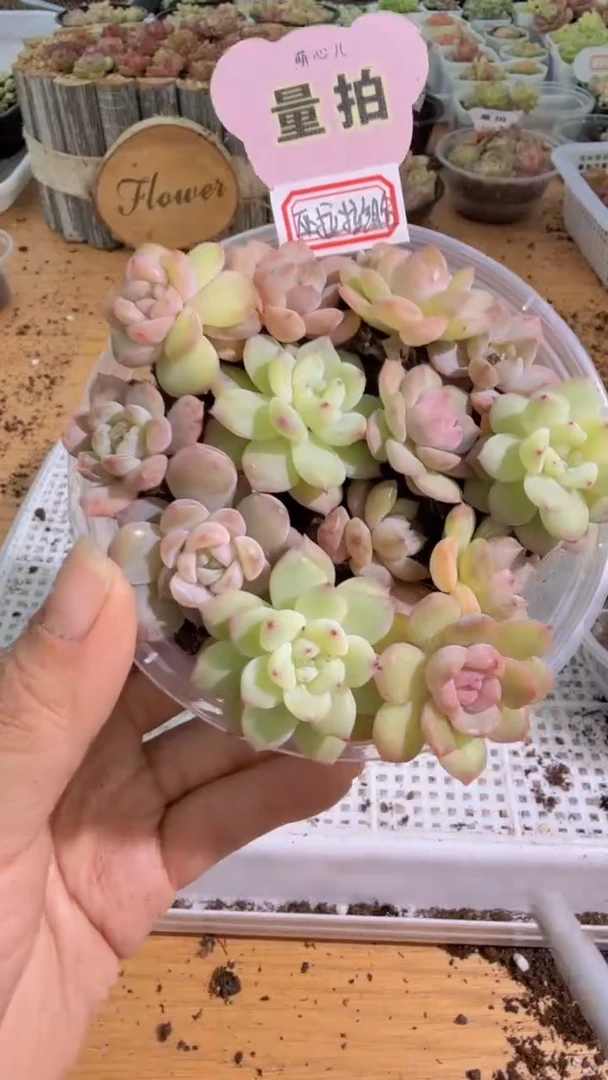 巫拉拉混 1盒 量拍混发 满9.9包邮