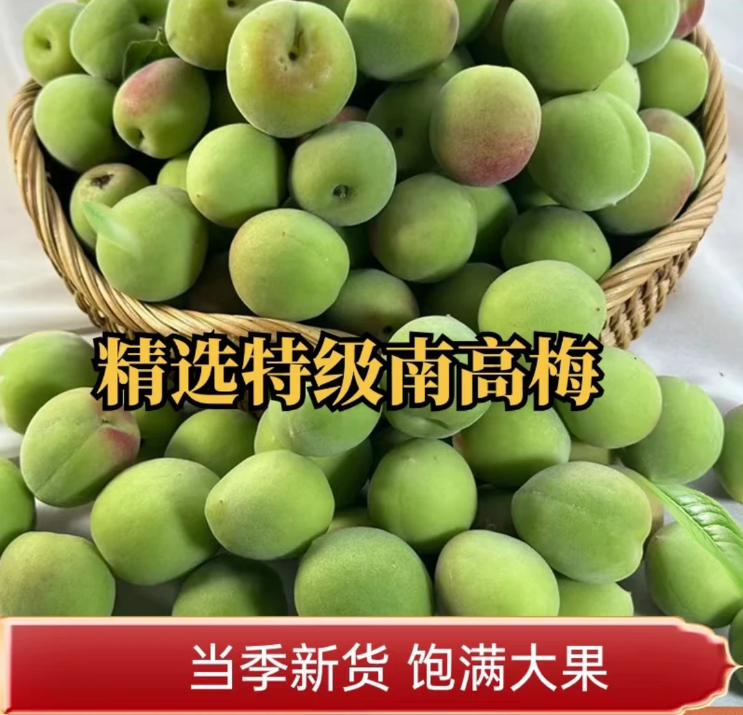 【莺宿梅/南高梅】顺丰四川大邑引进正宗青梅原生品种泡酒青梅露