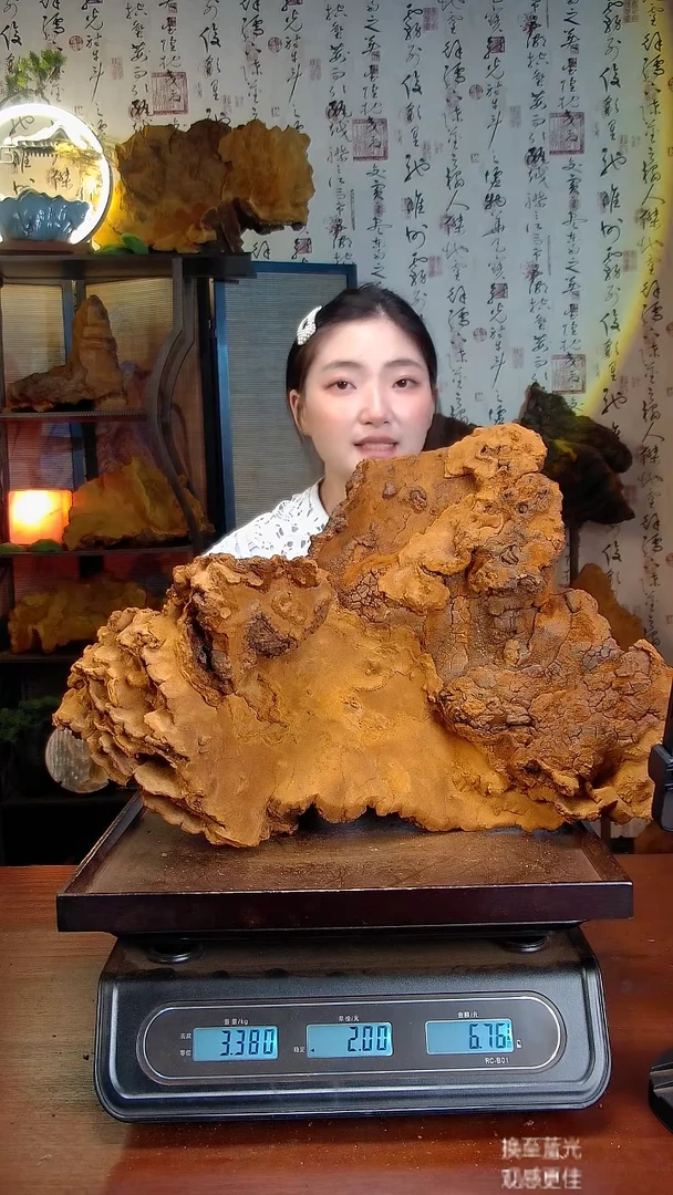 松针层孔菌中国大陆【藏区 野生】松树桑黄（6.76斤）80-90年份