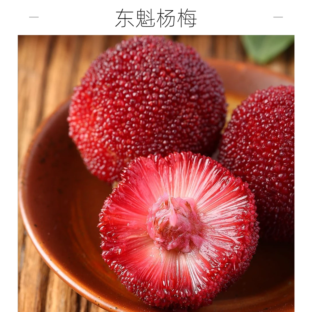 【10A级中大果】东魁杨梅现摘现发 精品礼盒装当季头茬新鲜水果孕妇水果硬丝酸甜可口 果核小果肉多 爆汁浙江省
