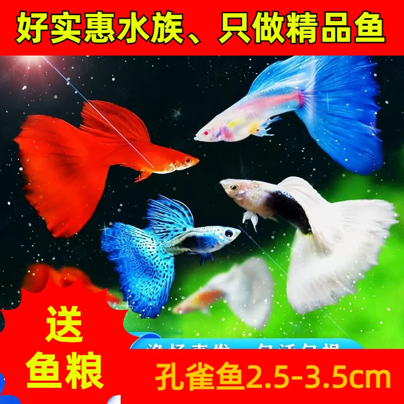 【发顺丰】孔雀鱼繁殖胎生小鱼新手练手草缸古法缸热带淡水观赏鱼