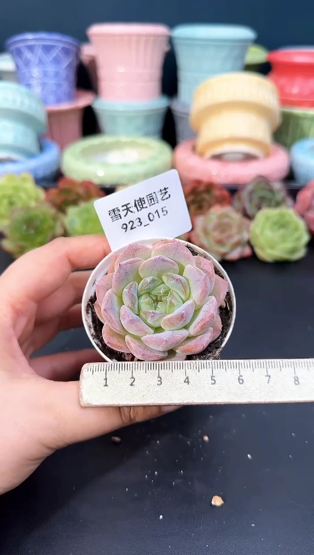 923-015青山（冠幅5cm）