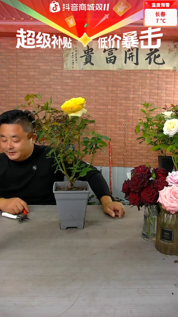 当前无花朵，栽培后可花朵阳光笑容