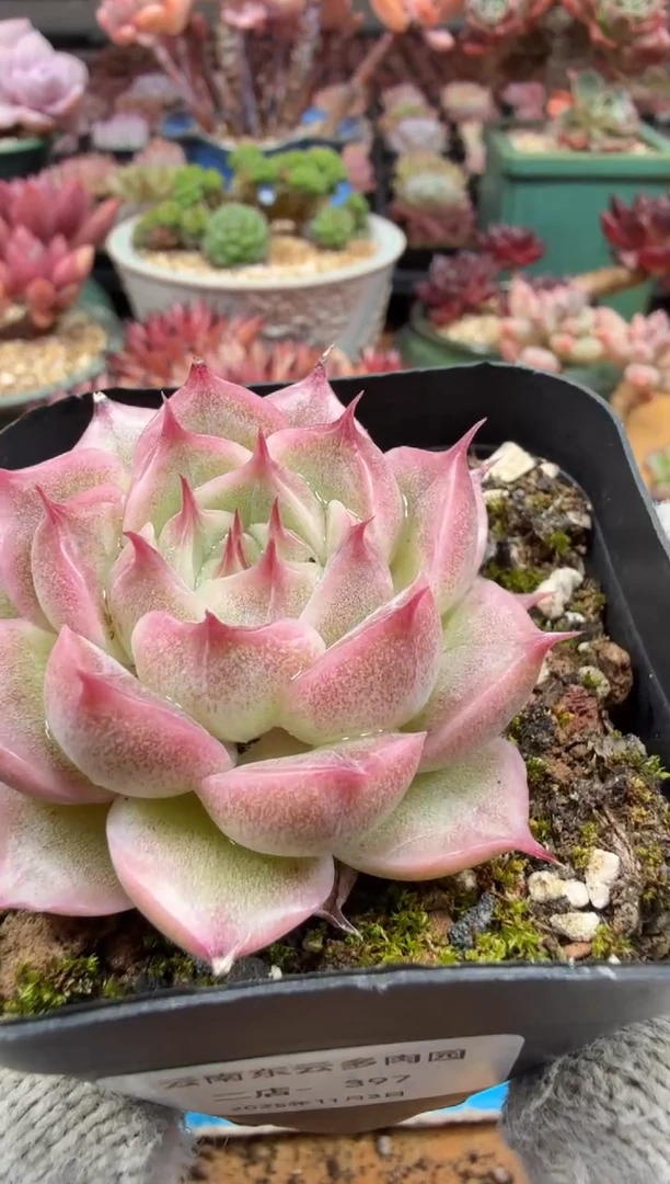 东云多肉园二店-397