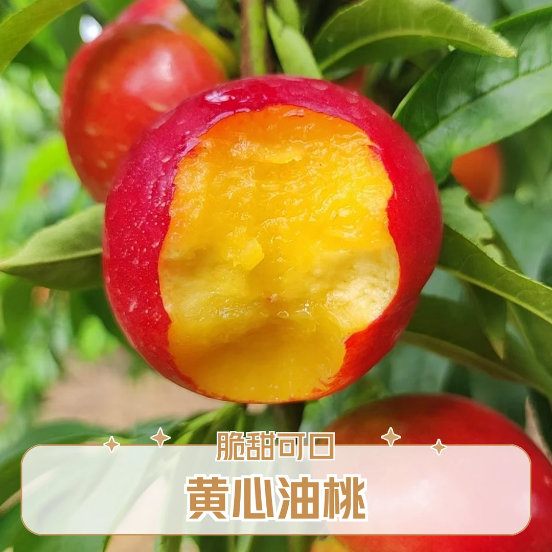 黄心油桃露天生长自然成熟现摘现发脆甜可口当季水果果园直发