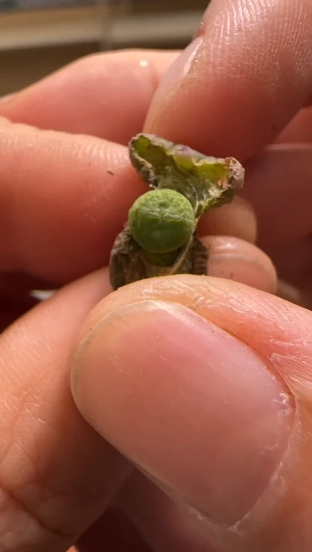 【闪购商品】13-132