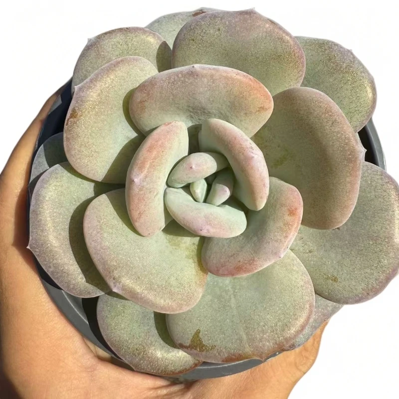 正版单头奶茶冠副10cm  多肉植物