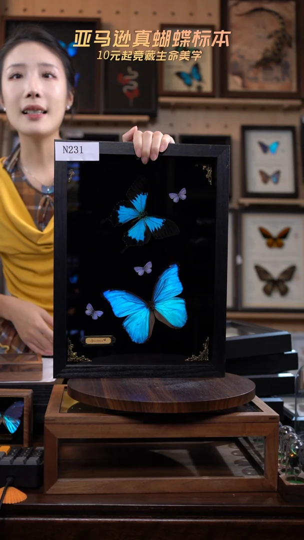 蝴蝶标本摆件竞拍n231