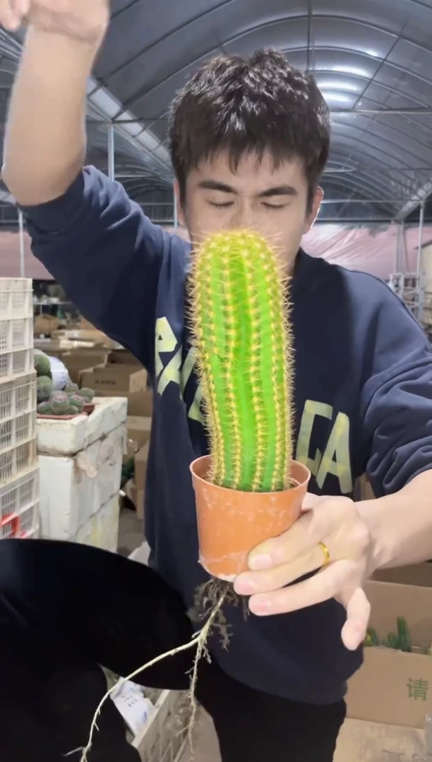 【闪购商品】霞光满天 毛花柱