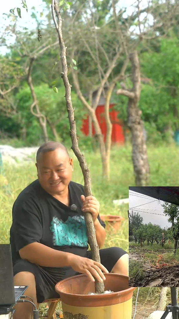 无花朵枣树枣树枣树0003