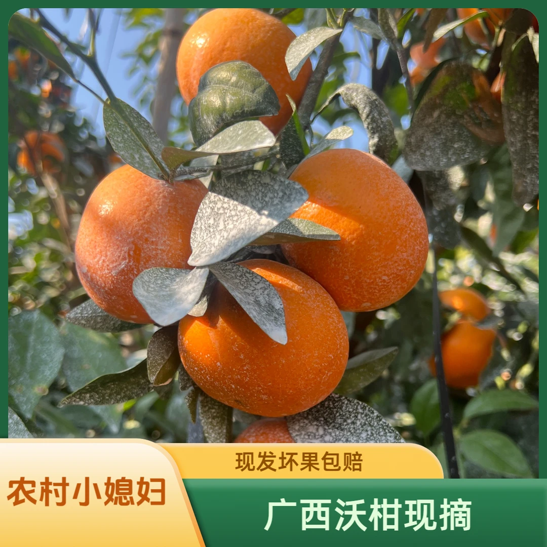 正宗广西武鸣沃柑8斤未清洗不打腊产地果园现摘现发【坏果包赔】