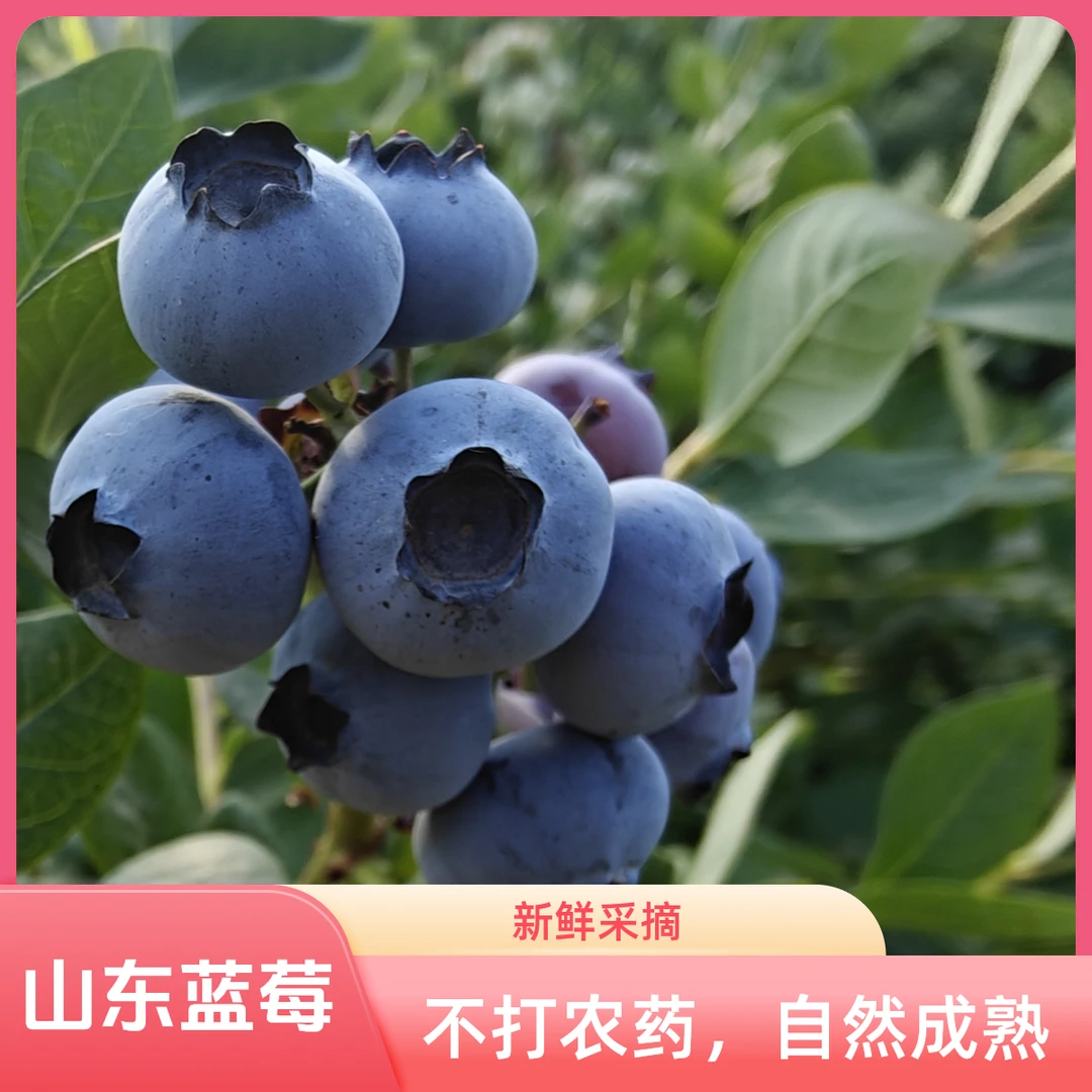 【头茬中果】山东露天蓝莓鲜果新鲜采摘不打农药
