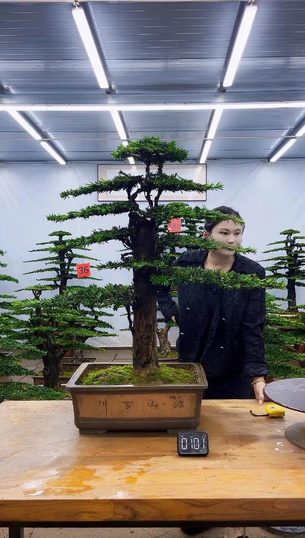 无花朵一物一拍，所见即所得