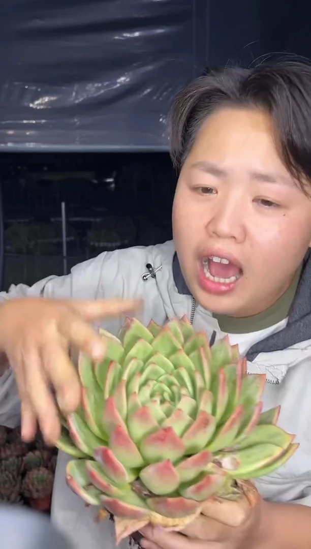 大单头白夜香槟  5