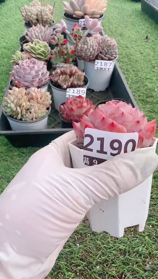 【闪购商品】信服多肉一物一拍