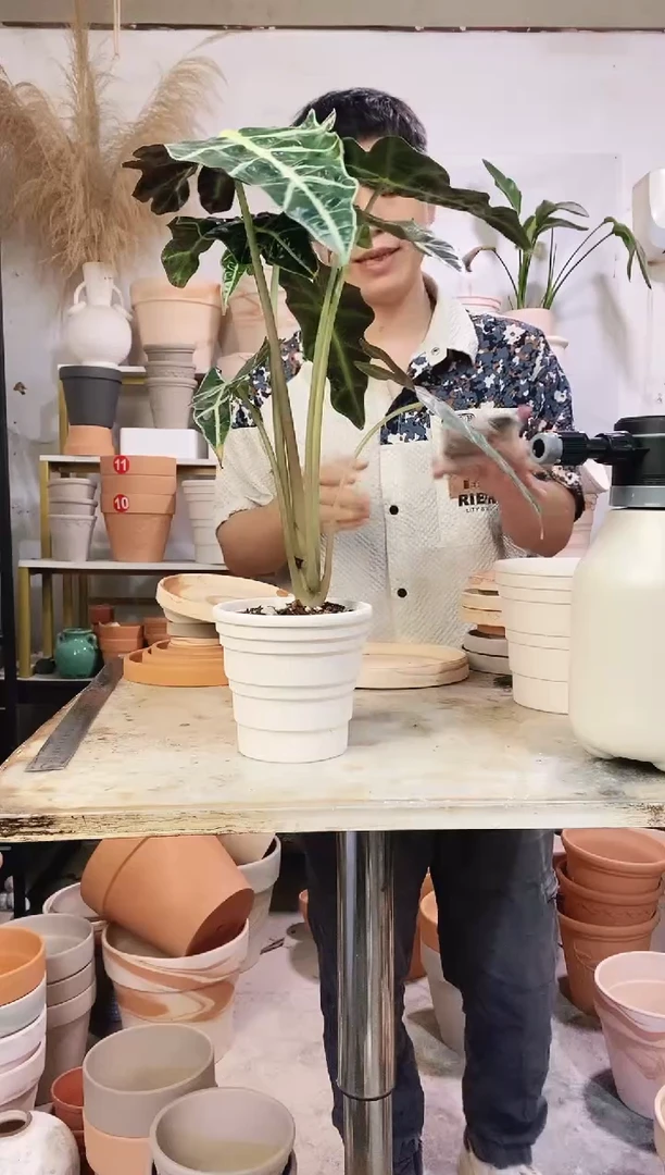 13*12白色竹节 1盆无托