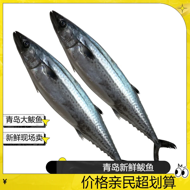 青岛新鲜大鲅鱼 马鲛鱼 顺丰冷链包邮