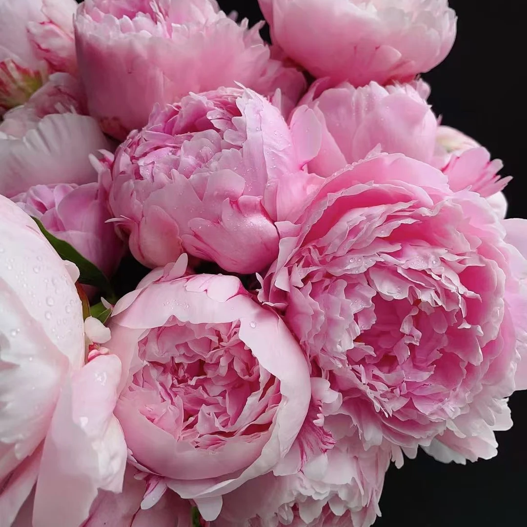 芍药~高端小众花材（任满3单包邮）10%不售后