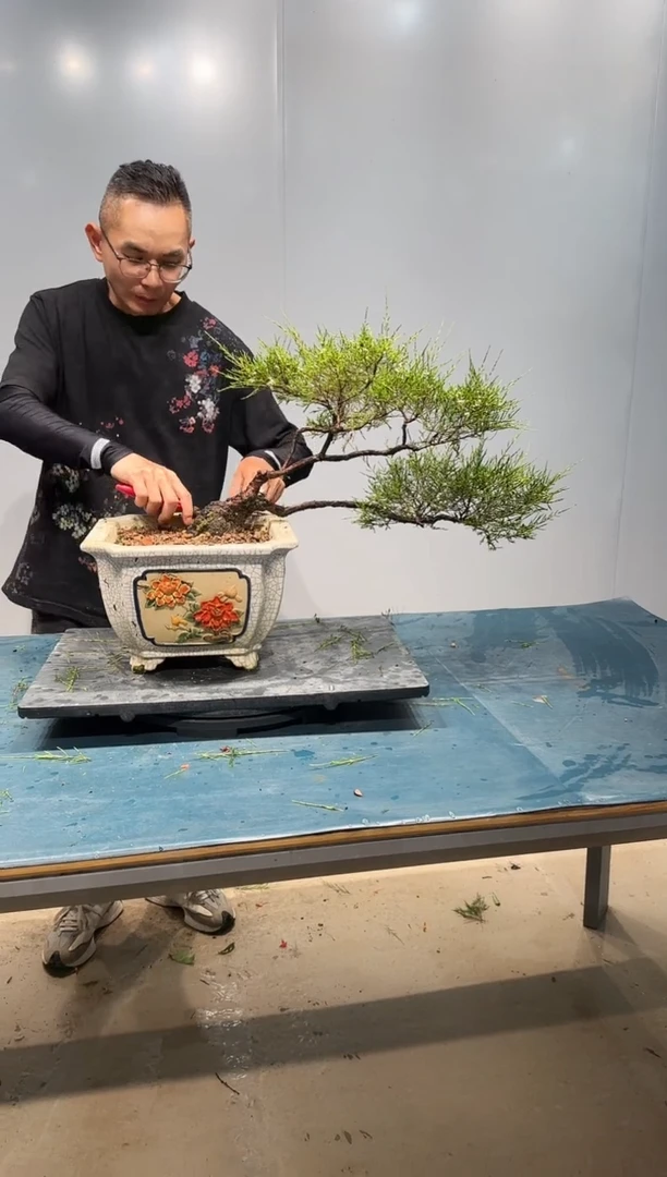 无花朵海岛岗松盆景