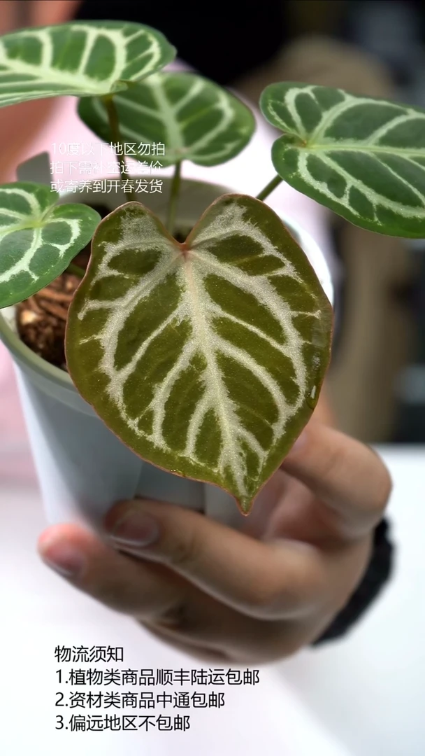 完全开放有氧K红