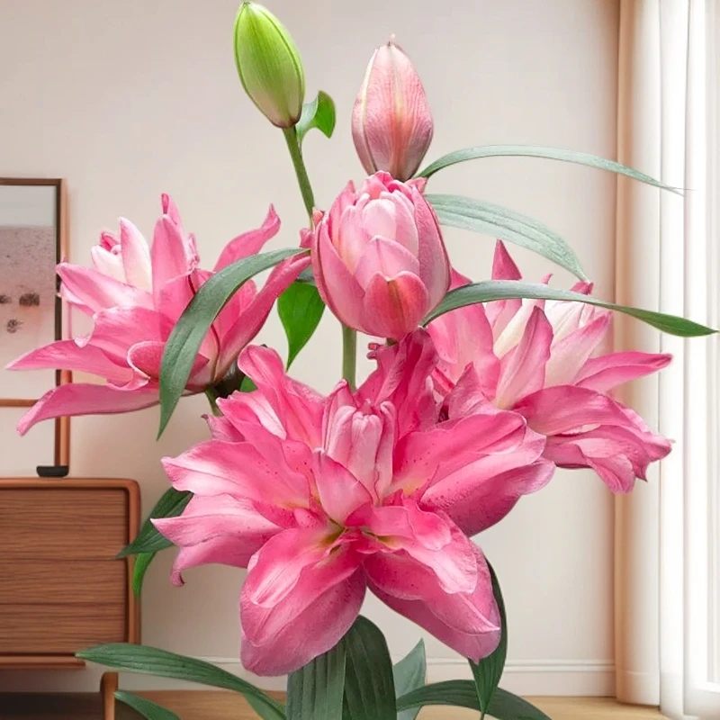 云南木木花卉 幸运女王 稀有重瓣高贵淡雅百合花层次感鲜花瓶插花