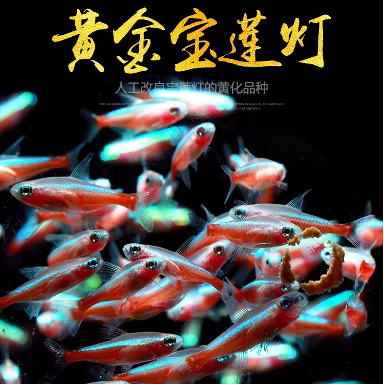 黄金宝莲灯白子宝莲灯小型灯鱼水草缸群游淡水鱼热带鱼观赏鱼活体