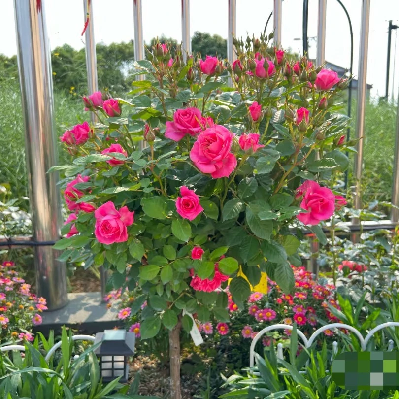 闪耀珠宝淑女棒棒糖月季花树中型花70厘米左右高原盆原土