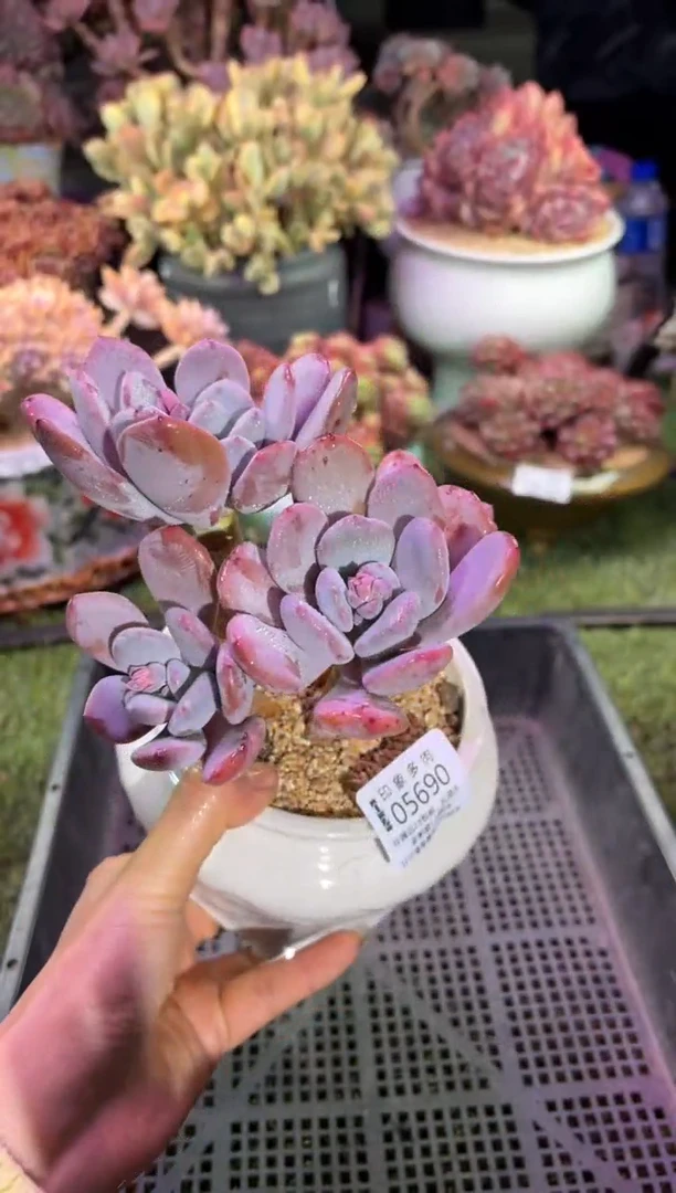 【闪购商品】05690