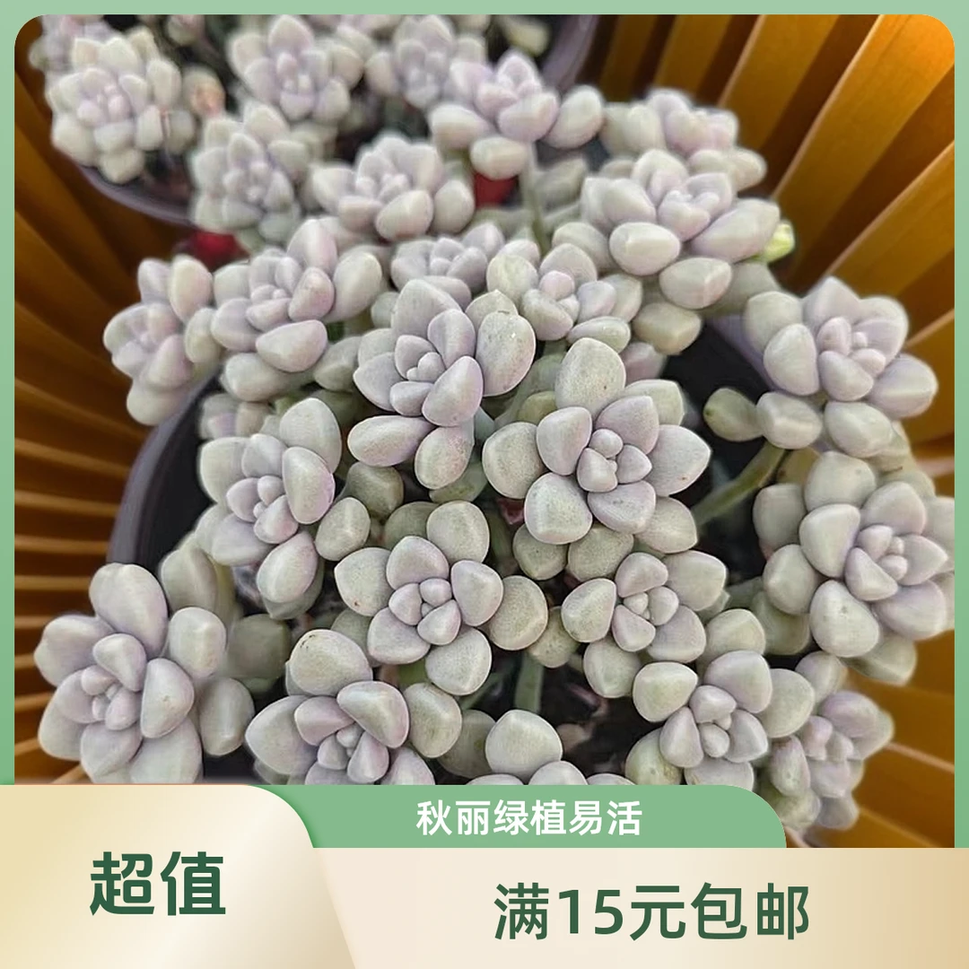 丸叶姬秋丽拼满15元包邮脱土发货星花怒放阳台露台办公室绿植植