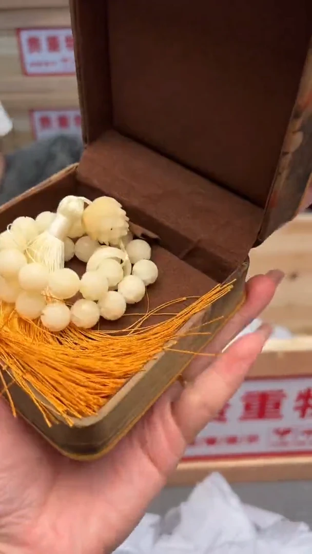 手串菩提根/象牙果嘉禾见物直播福利品¥¥¥¥¥¥¥¥