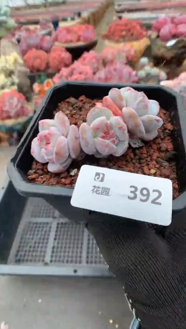 392星影一物一拍