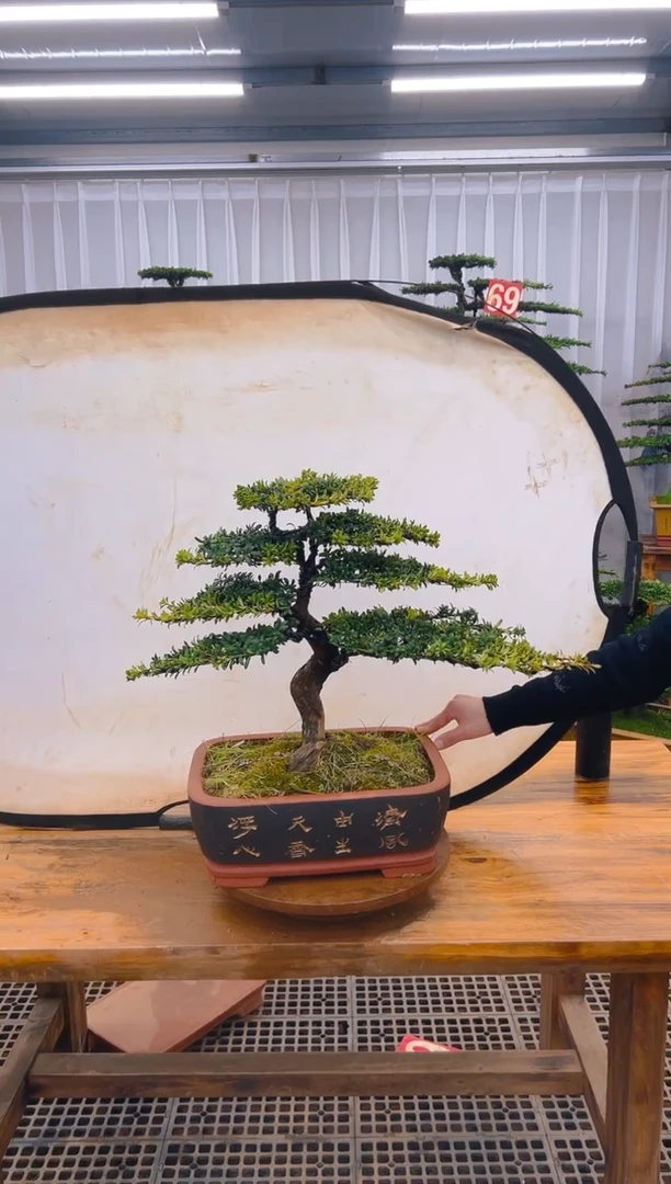 【闪购商品】紫砂精品盆景直播间一物一拍