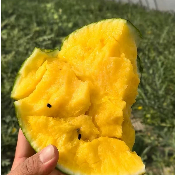 青泽农场-大棚脆甜多汁黄瓤西瓜6-7斤/7-8斤/8-9斤/9-10斤/11-12斤装新鲜西瓜同城配天津市