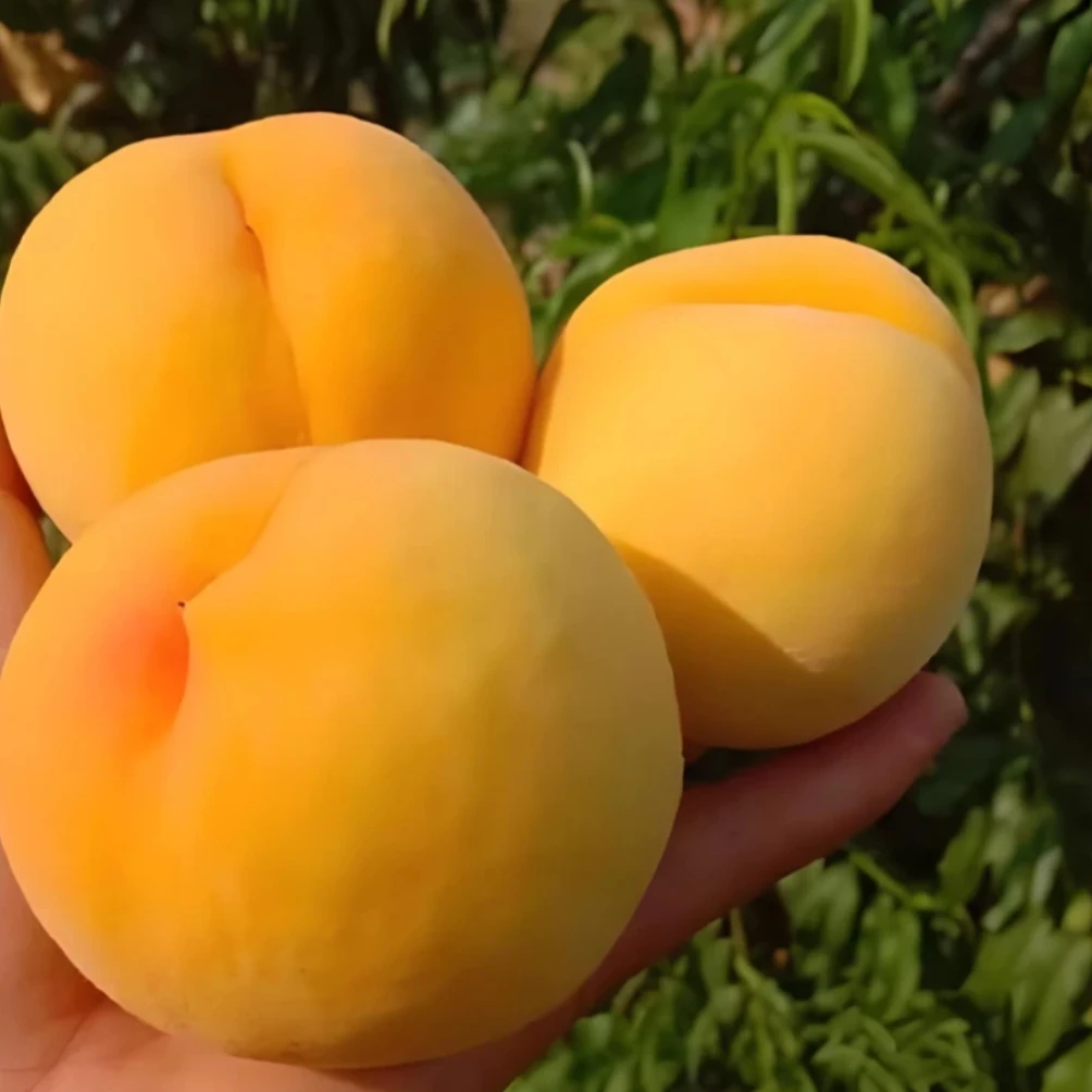 蒙阴现摘新鲜黄桃脆甜多汁应季水果一嘉