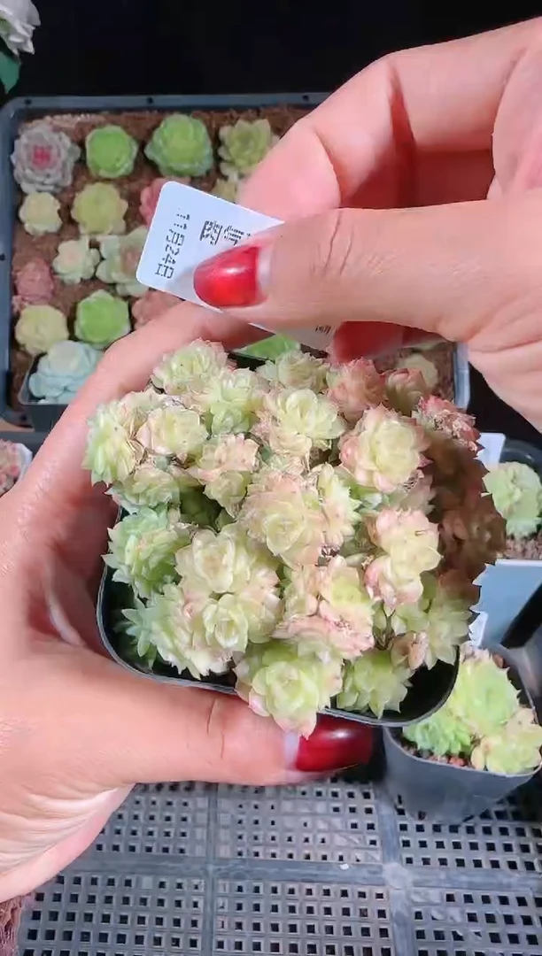 1124-187群生不包整