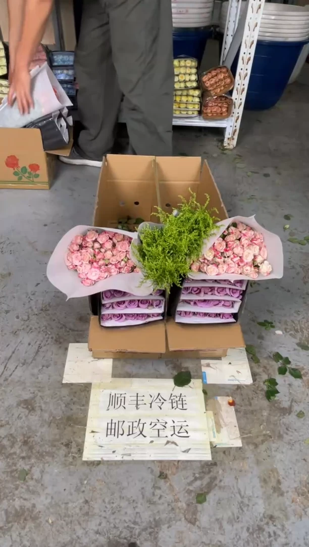 紫霞20枝+折射10枝+黄莺