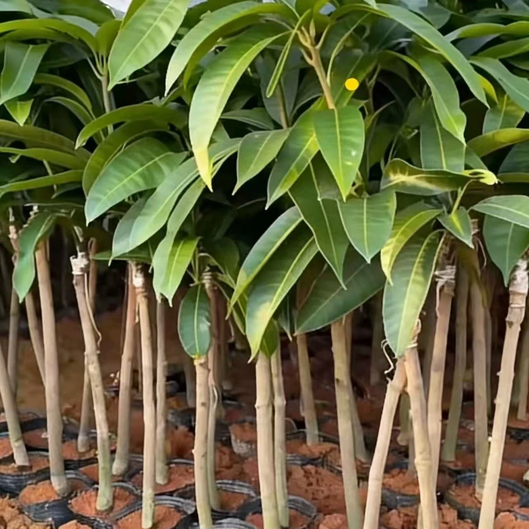 金煌芒桂七果树苗可盆栽地栽庭院种植基地直发直播间一物一拍
