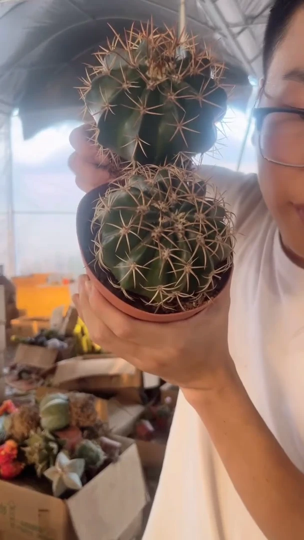 龙云+卷云【没云顶】