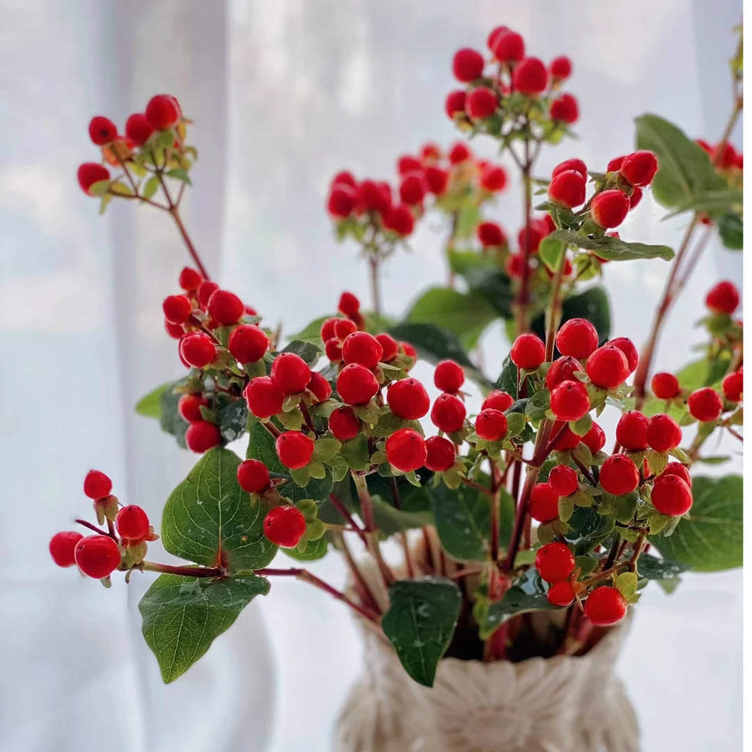 【红豆】相思豆拍二单升级发顺丰 云南鲜花家用鲜花直播间直播卖花