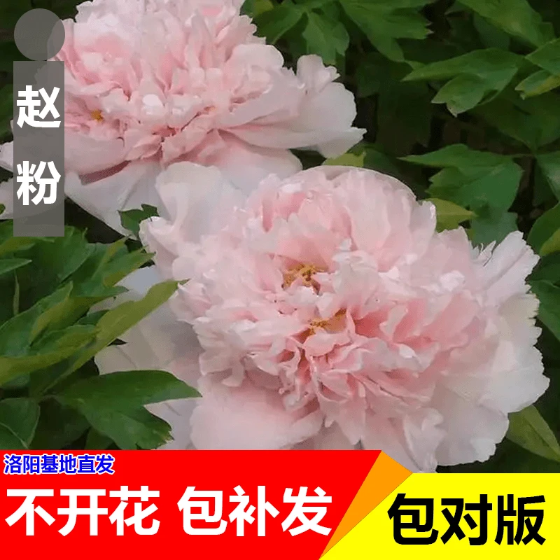 【赵粉】正宗洛阳重瓣牡丹花苗北方耐寒盆栽地栽室内庭院花卉牡丹苗