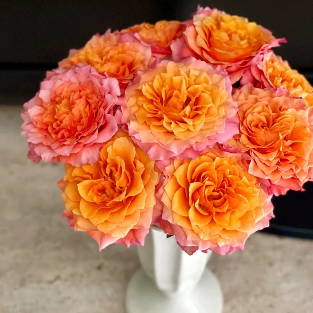 特价【火灵鸟单头玫瑰10支】鲜花次日达批发直播品质鲜花 全场任意满两单顺丰包邮