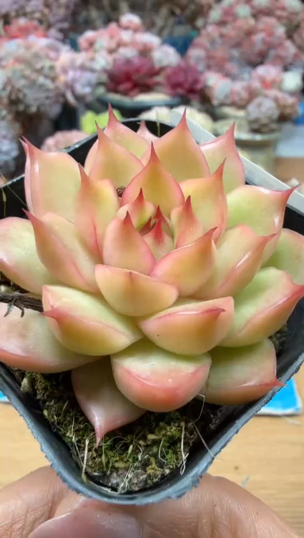 东云多肉园二店-36